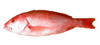 Pargo